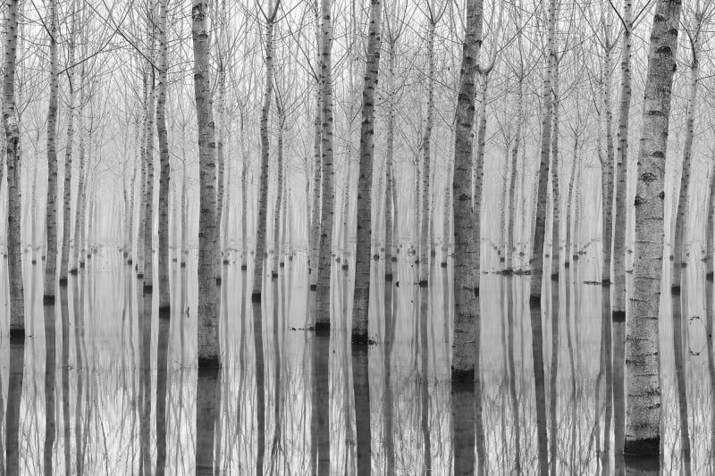 “Birch Echo”